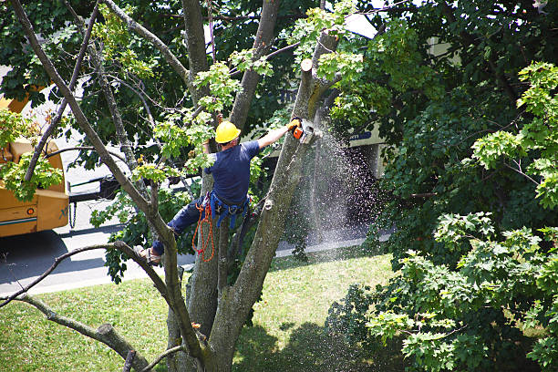 Heber, UT Tree Care Company